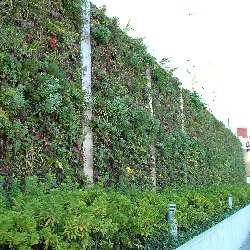 ららぽーと横浜の壁面緑化