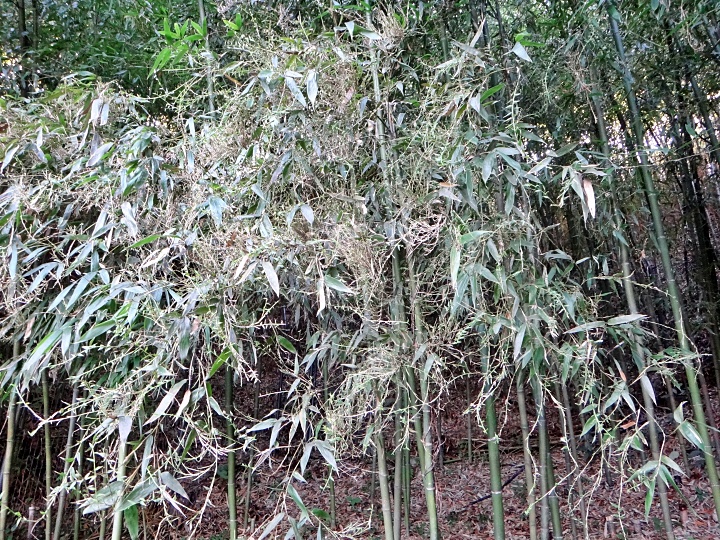 マダケ類てんぐ巣病