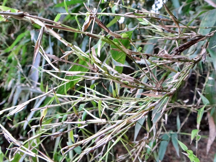 マダケ類てんぐ巣病