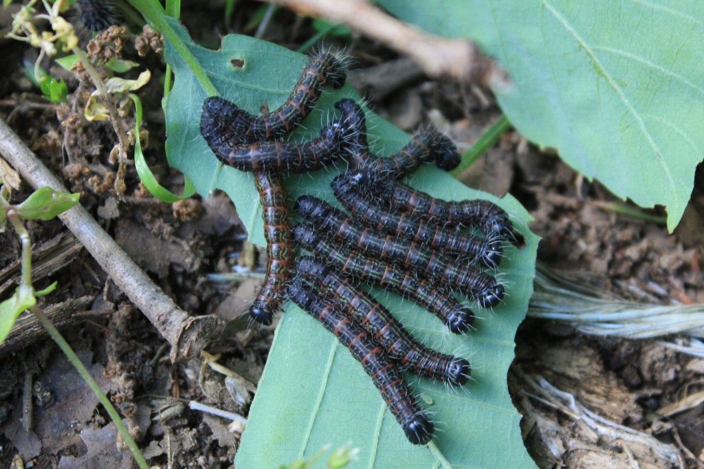 オオトビモンシャチホコの幼虫