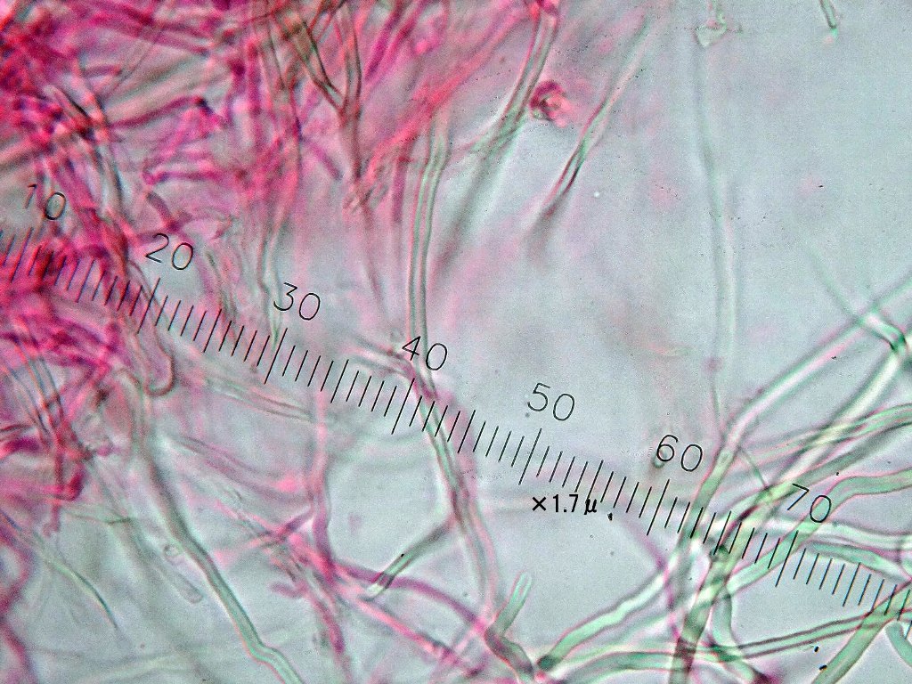 チャカイガラタケ菌糸
