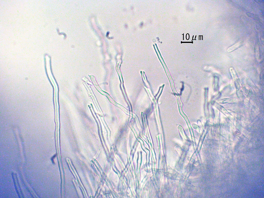 クジラタケ骨格菌糸