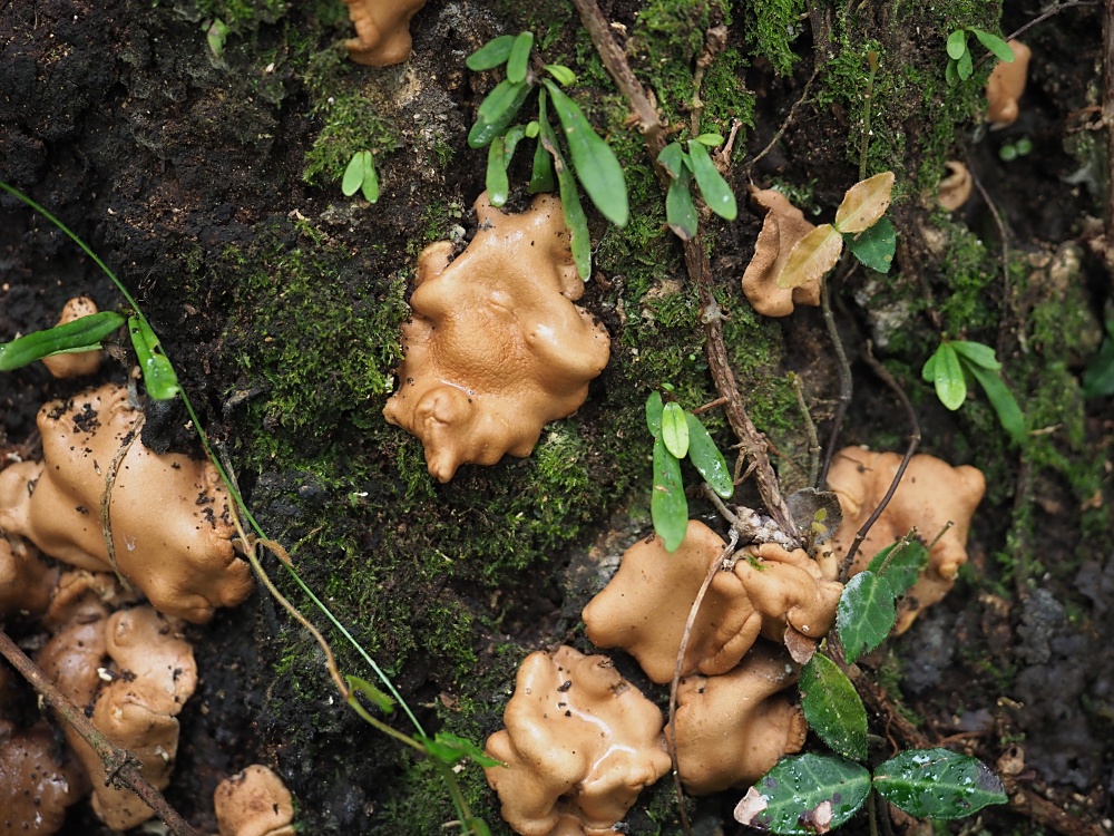 オオボタンタケ