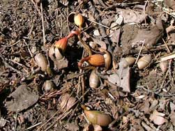 どんぐりの芽生え