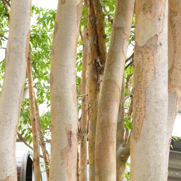 ヒメシャラ樹皮の写真