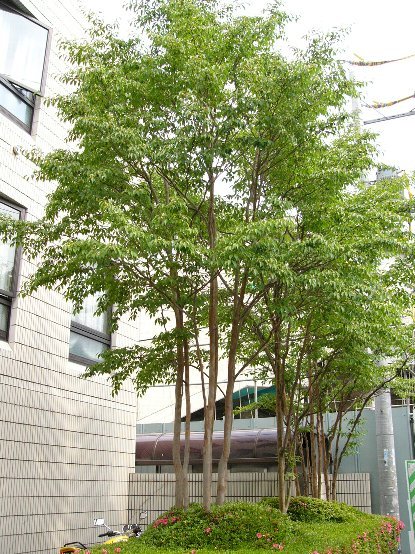 ヒメシャラ樹形の写真