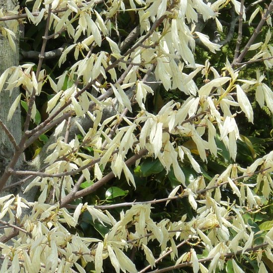トウカエデ ハナチルサトの葉