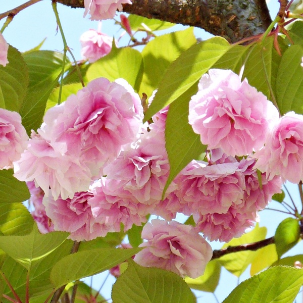 玖島桜の花
