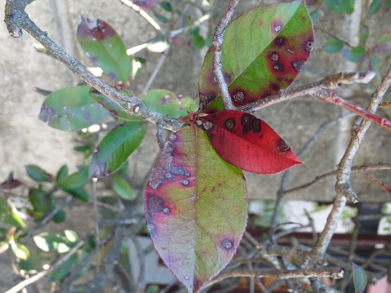 葉の表面の病徴