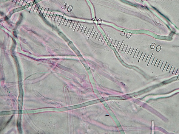 ニクウスバタケ菌糸