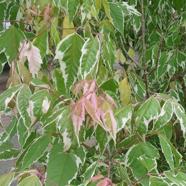 ネグンドカエデ フラミンゴの葉 