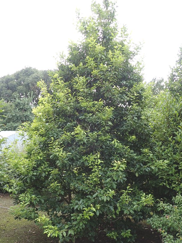 絶品 良形 良株 ソヨゴ 43 樹高1.6m位 冬青 常緑樹 自然樹形