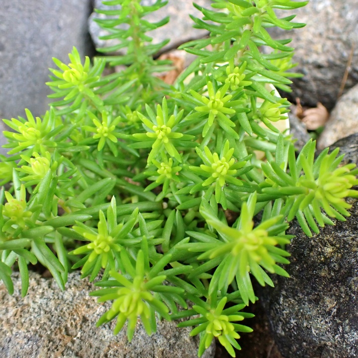 アンジェリーナ