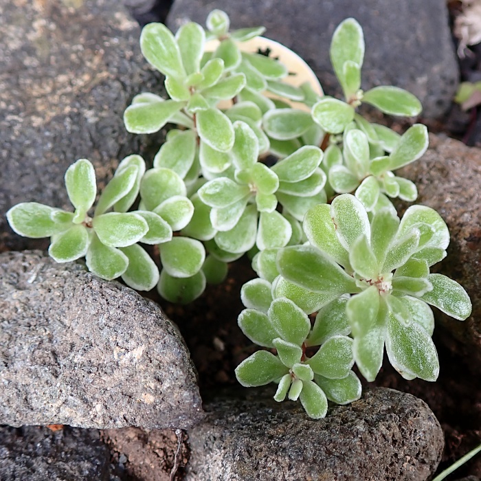 フイリマルバマンネングサ