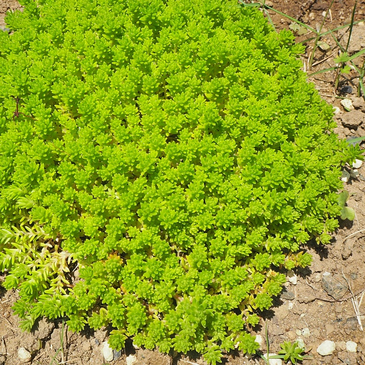 モリムラマンネングサ