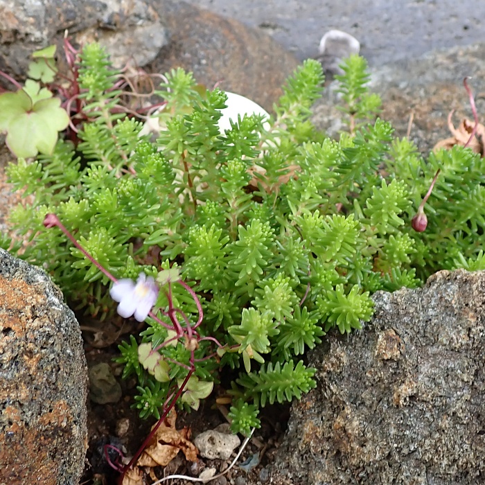 セクサングラレ