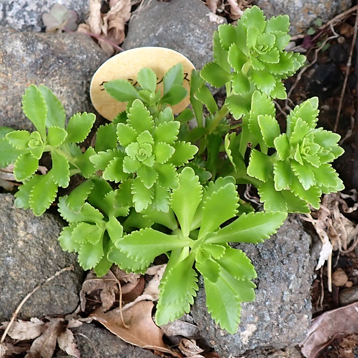タケシマキリンソウ