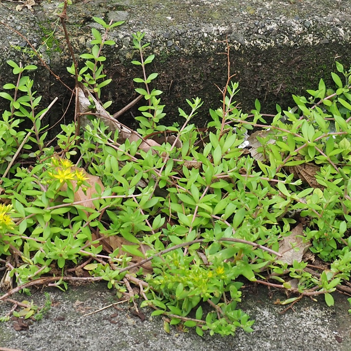 ツルマンネングサ