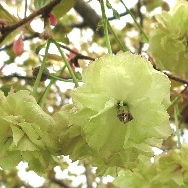 スマウラフゲンゾウの花