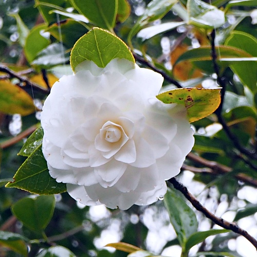 ツバキ 白菊　花