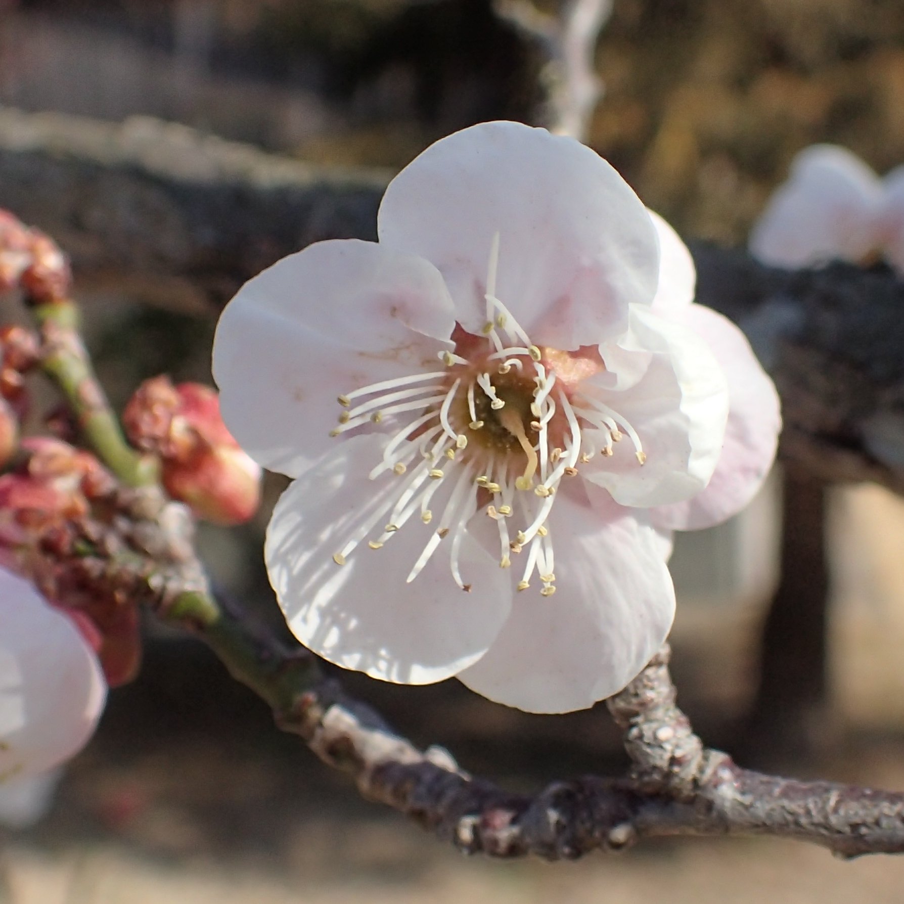 ウメ ミヨシノの花
