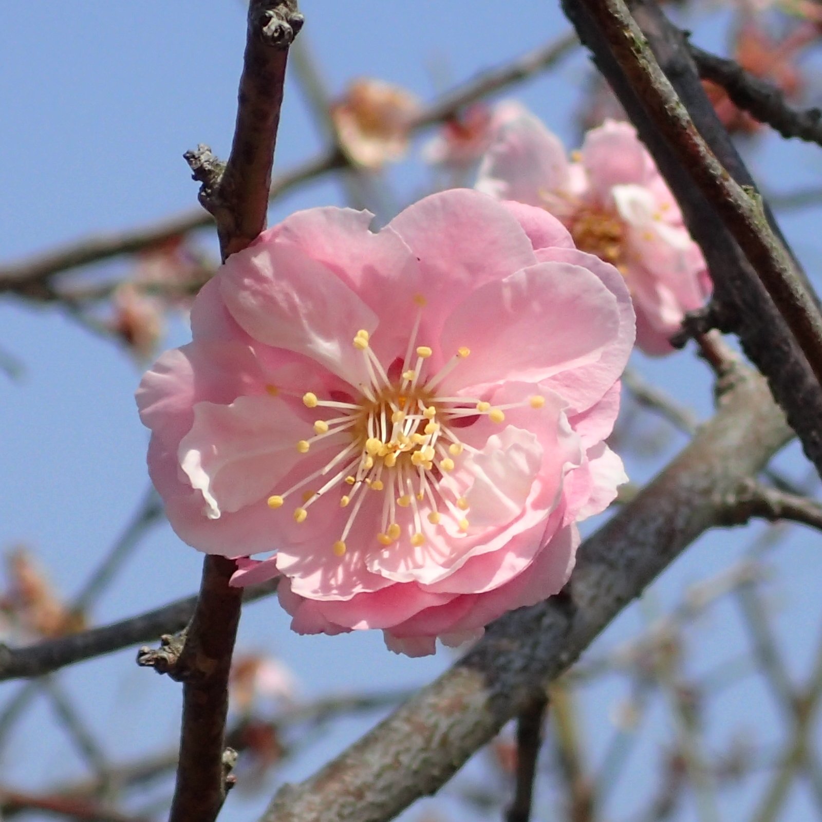 ウメ 桜鏡　花